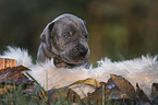 Great Dane Puppy portrait