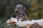 Great Dane Puppy portrait