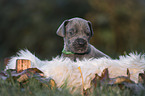 Great Dane Puppy portrait