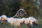 Great Dane Puppy portrait