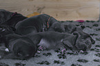 lying Great Dane Puppies