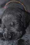 Great Dane Puppy portrait