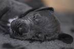 Great Dane Puppy portrait