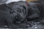 lying Great Dane Puppies