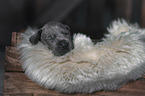 Great Dane Puppy portrait