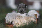 Great Dane Puppy portrait