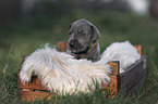 Great Dane Puppy portrait