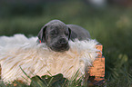Great Dane Puppy in a box