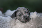 Great Dane Puppy portrait