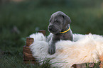 Great Dane Puppy in a box