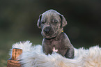 Great Dane Puppy in a box