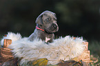 Great Dane Puppy portrait