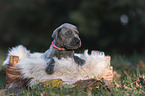 Great Dane Puppy in a box