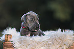 Great Dane Puppy portrait