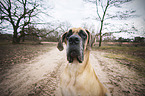 Great Dane portrait