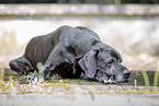 old Great Dane