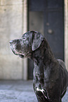 old Great Dane