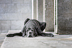 old Great Dane