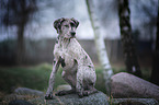 sitting Great Dane