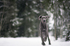 young Great Dane