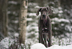 young Great Dane