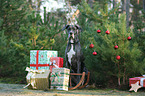 sitting Great Dane