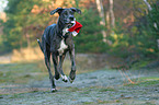 running Great Dane