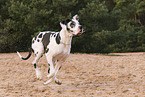 Great Dane