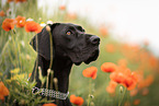 Great Dane in summer