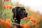 Great Dane in summer