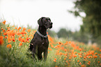 Great Dane in summer