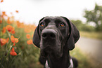 Great Dane in summer