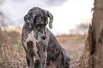 Great Dane Portrait