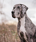 Great Dane Portrait