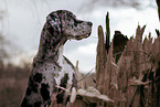 Great Dane Portrait