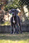 Great Dane Puppy