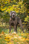 male Great Dane in autumn