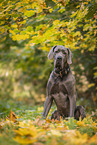 male Great Dane in autumn