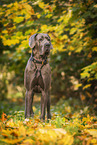 male Great Dane in autumn