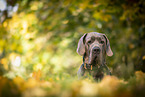 male Great Dane in autumn