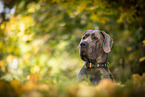 male Great Dane in autumn