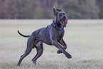 Great Dane