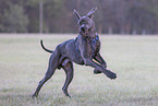 Great Dane