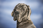 Great Dane