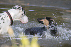 dogs
