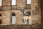 Great Dane