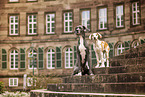 Great Dane