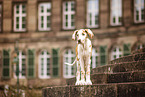 Deutsche Dogge Puppy