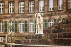 Deutsche Dogge Puppy