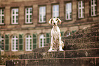 Deutsche Dogge Puppy